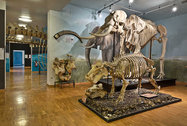 Museo di Storia Naturale